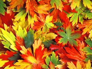 Час творчества «Осенних красок хоровод»