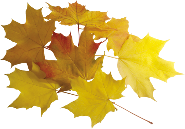Осенний вернисаж «Закружилась листва золотая…»