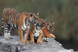 Час интересных сообщений  к Международному дню тигра