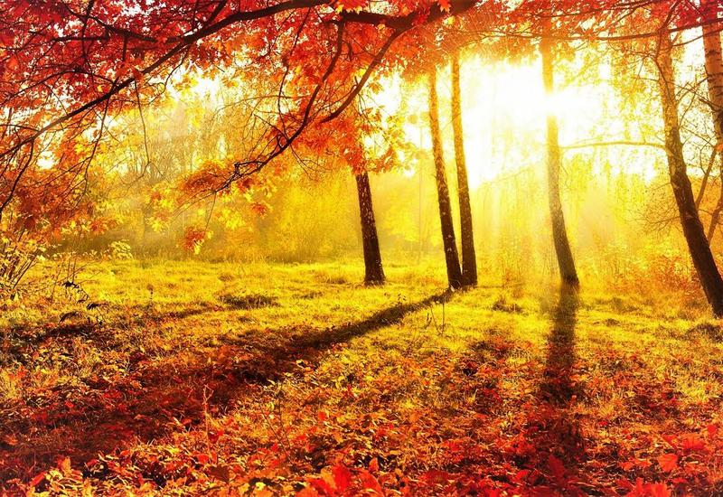Виртуальный литературный час «Осенних красок хоровод»