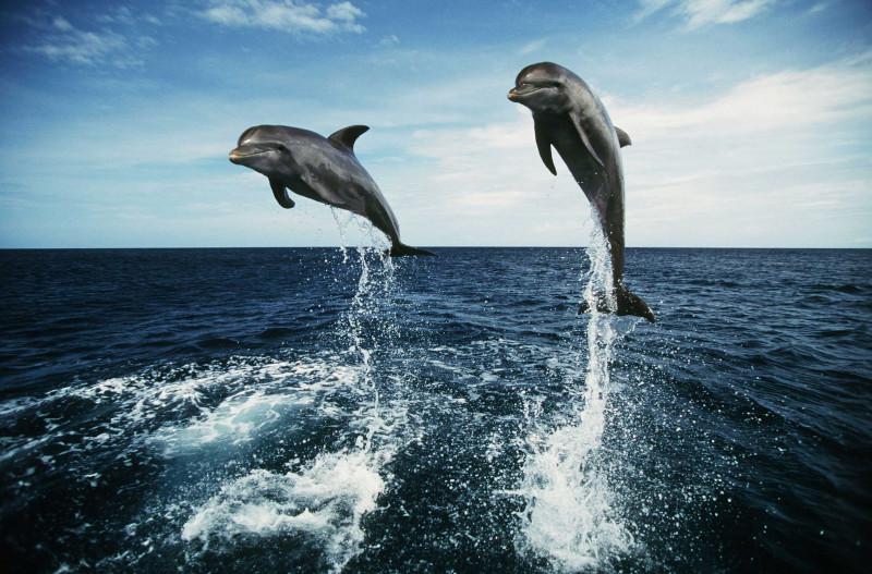 Час интересных сообщений  «Жак Кусто. Киты и дельфины»